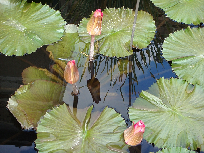 269 Longwood Gardens [2008 August 23].JPG - Longwood Gardens in Pennsylvania
